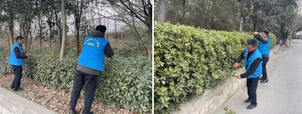 東陽(yáng)社區(qū)：修剪綠籬 美化環(huán)境